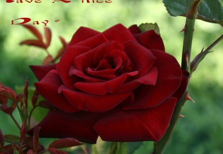 ☆ - roses, nice  day, red rose, beautiful