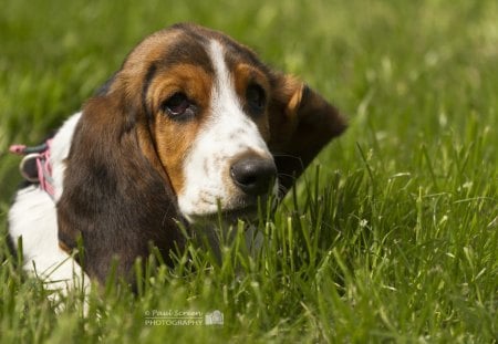 Beagle - face, pretty, playful dog, cute, animals, beauty, beautiful, sweet, puppy, bubbles, playful, dogs, puppies, pay, lovely, dog face