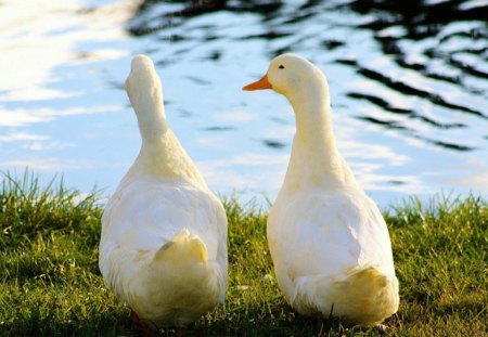 Duck talk - white, duck, water, cute, bird