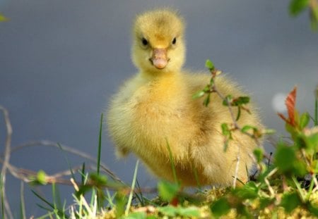 Little duckling - duck, duckling, adorable, spring, bird