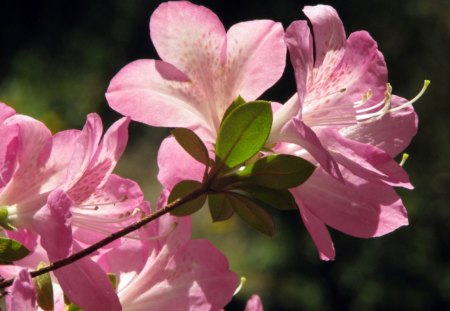 Pink rhododendron - rhododendron, spring, may, pink