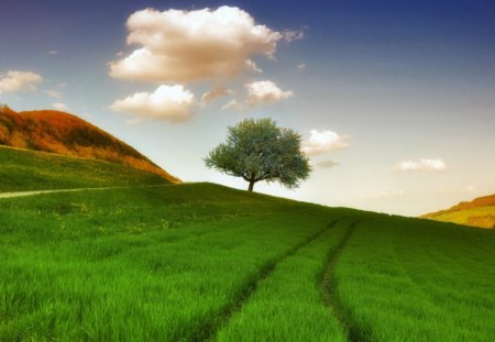 Green field - skies, trail, summer, cloud, field, tree