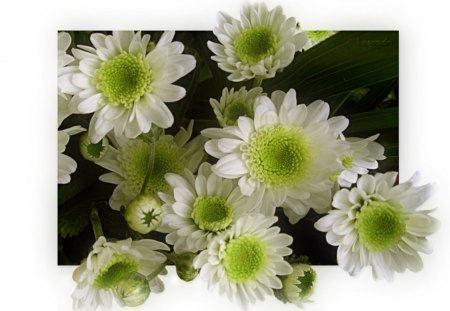 White chrysanthemum - white, chrys, flowers, chrysanthemum