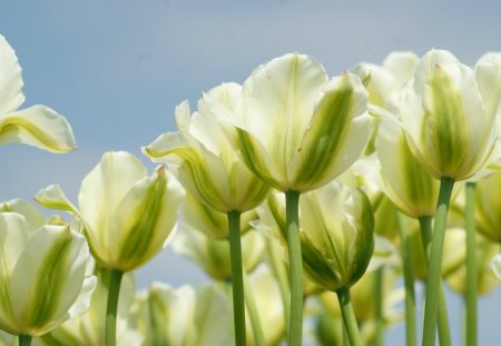 White and green tulips - flowers, gree, white, spring, tulip