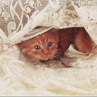 A kitten under the lace