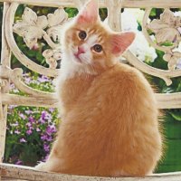 A orange tabby sitting in a wicker chair