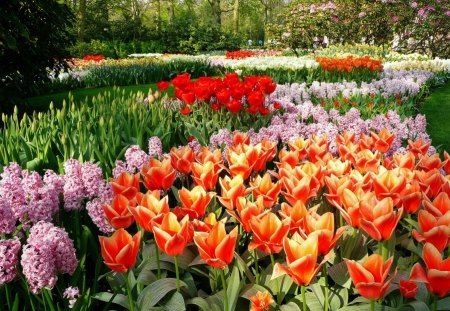 Springtime Park - spring, tulips, blooms, colors