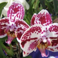 Orchid flowers