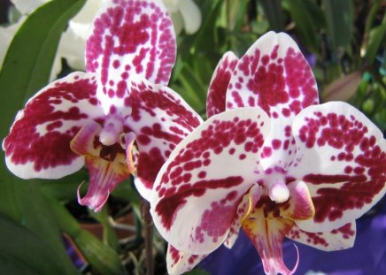 Orchid flowers - wallpapers, orchid bloom, orchid photos, orchid blossom, orchid flowers, orchid pictures