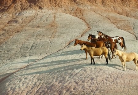 Wild Horses - wildlife, beautiful, horses, photography, wild, nature, red, wide screen, horse, mountains, animal, animals, photo, yellow, other, equine, entertainment