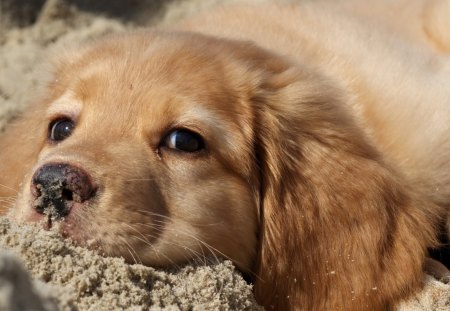 Dog - face, pretty, playful dog, cute, animals, beauty, beautiful, sweet, puppy, bubbles, playful, dogs, puppies, pay, lovely, dog face