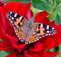 Butterfly in Red Flower