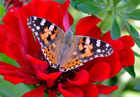 Butterfly in Red Flower - butterfly, insects, flower, red