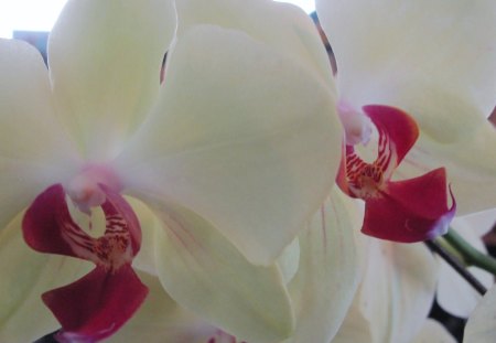 Orchids in my house - red, orchids, flowers, photography, yellow, green