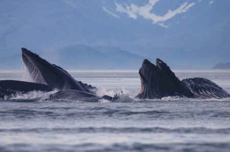 There be Whales - whales, animals, oceans, other, entertainment