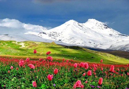 Mountain landscape - pretty, hills, landscape, grass, meadow, mountain, flowers, natue, nice, sky, greenery, beautiful, snowy, slope, lovely, freshness, peaks, wildflowers, green, delight