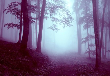 FOGGY FOREST - orest, trees, dark, creepy, night, fog, eu