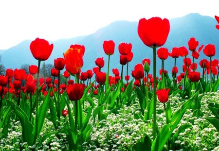 SPRING TULIPS - garden, mountains, tulips, field, spring