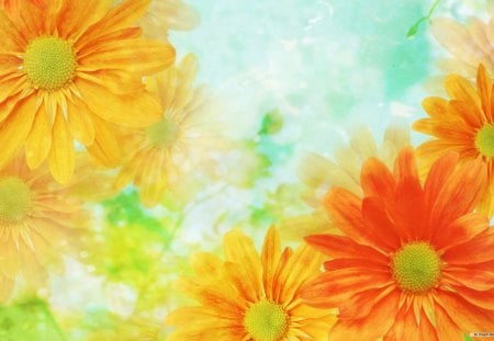 orange delights - background, 3d and cg, daisy, wallpaper, abstract, yellow, orange, flowers, new