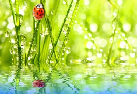 *** Ladybug and drops of dew *** - animal, nature, animals, ladybug