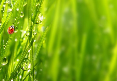 *** Ladybug and drops of dew ***