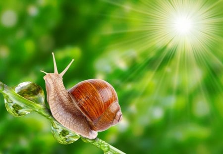 *** Snail and drops of dew *** - nature, snail, animals, animal, drops