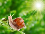 *** Snail and drops of dew ***