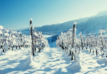 vineyard in winter - vineyard, mountain, town, winter, haze