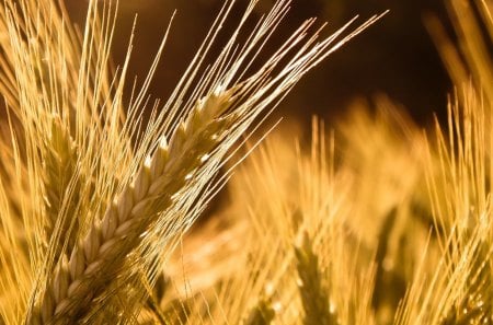 Wheat - nature, field, wheat, grain