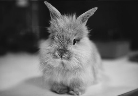 Small rabbit - animal, a small, rabbit, terrestrial