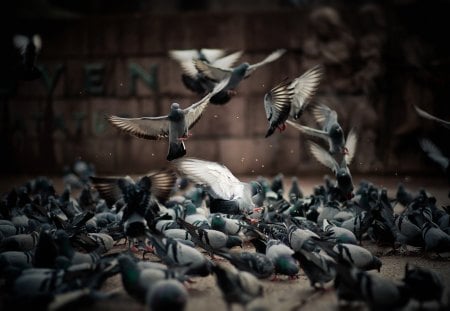 *** A flock of pigeons *** - bird, birds, pigeons, animal, flock, animals