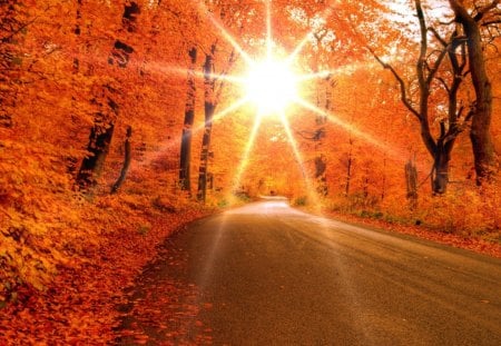 bright sun through forest in autumn - autumn, forest, road, sun