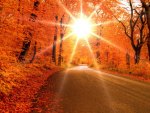 bright sun through forest in autumn