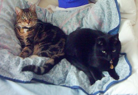 2 cats resting - tabby, black cat, animals, cats