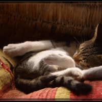 Lazy Kitty 1280x1024