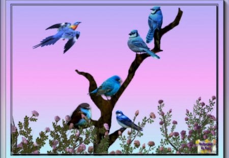 Blue Birds - roses, animals, flowers, birds, bird, bluebirds