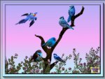 Blue Birds