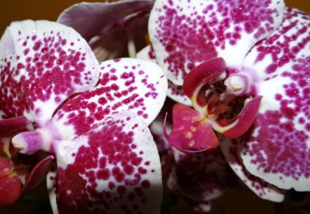 Orchid - petals, flowers, orchid, buds, nature