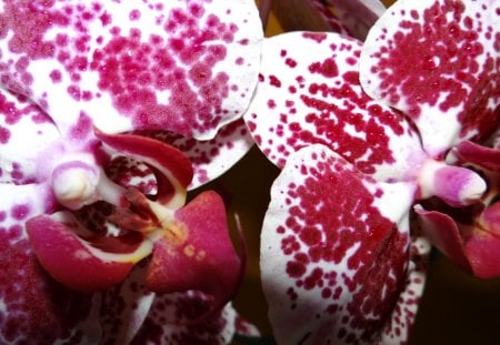 Orchid - petals, flowers, orchid, buds, nature