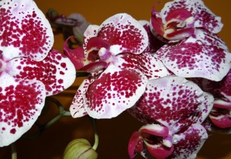 Orchid - petals, flowers, orchid, buds, nature