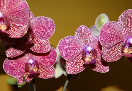 Orchid - petals, flowers, orchid, buds, nature