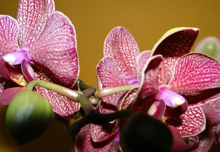 Orchid - petals, flowers, orchid, buds, nature