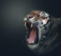 tiger