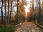 woodland path