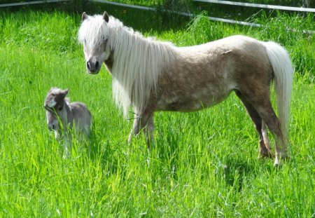 Little Baby Smokin' - Cute, Baby Horses, Pasture, Horses