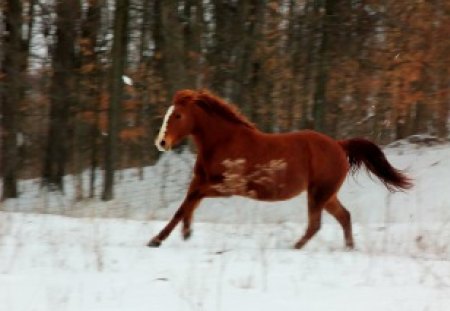 Fun in the Snow - galloping, horse, snow, beautiful