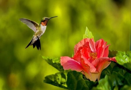 The wonderful Hummer - flower, fast, humming bird, small, green