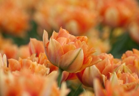 Double orange tulips - double, orange, tulip, flowers, spring