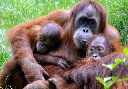 Orangutan mother - wildlife, monkey, primate, zoo, orangutan