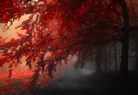 janek sedlar atutumn - red, path, tree, autumn